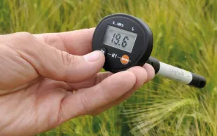 Une main tient un thermomètre affichant la température de l'air sur arrière-plan de champ de blé vert