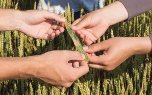 Des mains montrent une feuille de blé tendre sévèrement touchée par la septoriose
