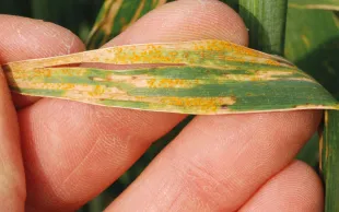 Rouille jaune sur une feuille de blé