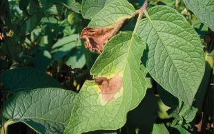 Taches de mildiou sur feuillage de pomme de terre.