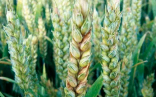 Un épi de blé tendre atteint de fusariose