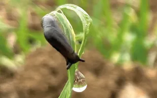 Limace sur une feuille avec une goutte d'eau