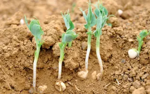 Implantation : jeunes pousses de pois d'hiver
