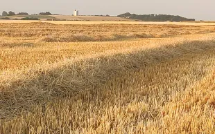 Selon les premières estimations, à l’échelle nationale, les rendements des céréales à paille d’hiver sont au-dessus de la moyenne quinquennale, grâce à une réallocation efficace de l’azote des parties aériennes vers les grains.