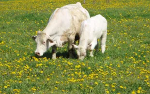 Ne pas dépasser le seuil de 80 kg N/ha/an pour la fertilisation azotée des prairies est le gage de trouver le meilleur équilibre possible entre productivité et stabilité écologique.