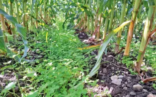 Ce couvert de trèfle violet semé à la volée à 15 kg/ha puis recouvert à la bineuse, au stade 10 feuilles du maïs le 17/06/2023, a produit 2.56 t MS/ha le 22/09/2023, avant récolte du maïs grain.