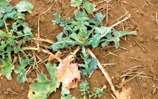 Quand les gelées hivernales causent des pertes de feuilles vertes importantes, la quantité d’azote perdue peut dépasser 50 kg N/ha. Mais près de la moitié sera réabsorbée au printemps.