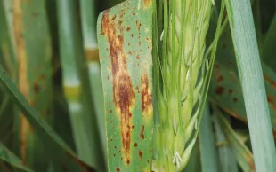 La meilleure protection des orges contre l’helminthosporiose est la tolérance variétale, surtout chez les variétés d’hiver, plus longtemps exposées à la maladie fongique.
