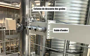 La désinsectisation du blé par micro-ondes conserve l’aptitude des grains à la transformation en meunerie ou en boulangerie, mais ferme le débouché brasserie à l’orge.