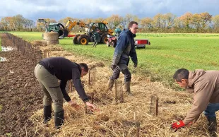Après la plantation, un épais paillage épandu sur le sol préservera son humidité et évitera la colonisation par les adventices.