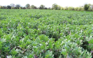 Détruire tardivement un couvert au printemps (comme cette association phacélie + féverole) peut en maximiser les services rendus, notamment la restitution d’azote.