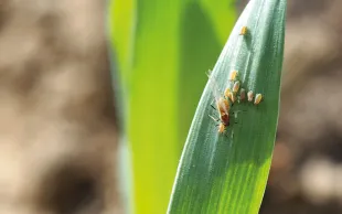 La température influe sur la prolificité des pucerons : plus il fait doux, plus la production de larves est importante.