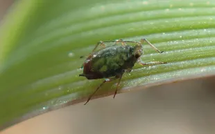 Un puceron Rhopalosiphum padi sur une feuille