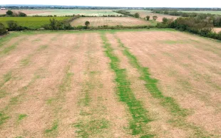 En Camargue, une photo prise par drone par un utilisateur du SCU Redekop qui a débrayé l’outil sur deux bandes-témoins.