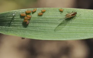 Pucerons Rhopalosiphum padi sur feuille de céréale