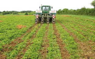 Semis de maïs dans un couvert de trèfle blanc. L’agriculture de conservation des sols repose sur le non-travail du sol, la couverture permanente, la diversité végétale et l’allongement de la rotation.