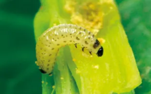 Les attaques de larves d’altises sont d’autant plus préjudiciables que les colzas sont peu développés et peu poussants.