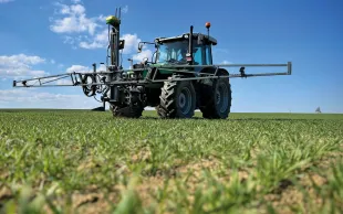 L’introduction de maïs dans des rotations courtes, dominées par les cultures d’hiver, peut permettre de baisser le niveau de salissement en ray-grass, à condition que les conditions de mise en oeuvre des moyens de lutte soient optimales. 