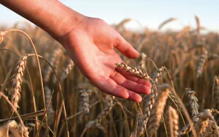 En France, plusieurs réseaux et structures réunissant des experts travaillent sur la nutrition des cultures et leur impact environnemental. Chacun a des objectifs et un fonctionnement qui lui est propre. 