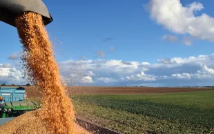 Au 20 octobre, 75 % des maïs étaient récoltés, contre 63 % en moyenne à cette même date. 