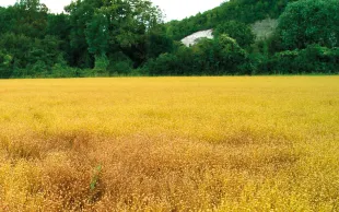 La septoriose du lin se manifeste en foyers qui peuvent fusionner très rapidement.