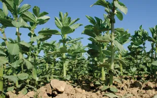 Neuf variétés de féverole de printemps, dont deux nouvelles, ont été évaluées en 2025 dans 15 essais valides sur 19 essais implantés.