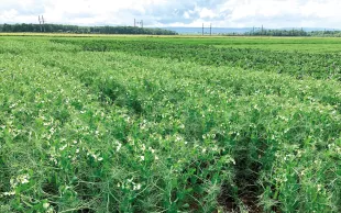 Parmi les variétés évaluées depuis 2 ans, KWS FLAM confirme ses bons résultats de 2024. 