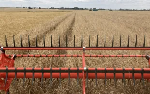 moisson de céréales