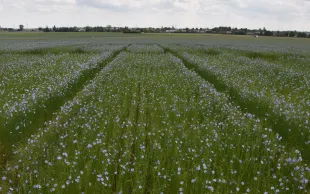 La filière française des semences et plants investit environ 11 % de son chiffre d'affaires en R&D