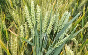 Un bouquet d'épis de blé de différentes variétés