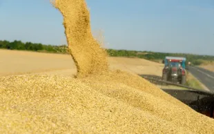 La culture des orges de printemps en France a pour vocation quasi exclusive la production de malt. Il est fortement recommandé de cultiver les variétés pour lesquelles les organismes de collecte locaux ont un marché.