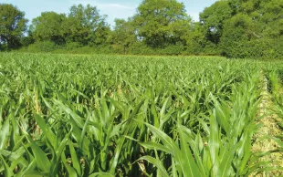 Les indicateurs retenus doivent permettre d’identifier des leviers d’action à l’échelle de l’itinéraire technique mobilisables par les agriculteurs et leurs conseillers. 