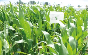L'accord réaffirme l'équivalence entre variétés obtenues de façon conventionnelles et celles obtenues par génie génétique mais pouvant l'être aussi par la sélection classique. © N. Cornec - Arvalis
