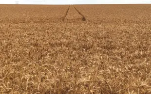 Parcelle saine de blés à maturité