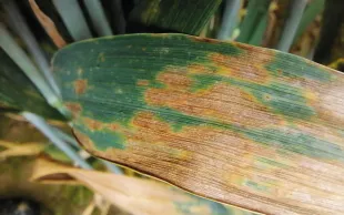 Malgré une campagne 2024-2025 à faible pression, la septoriose reste la principale maladie du blé tendre d’hiver.