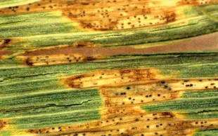 Taches de septoriose sur blé tendre