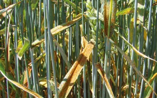 Pustules de rouille brune sur des feuilles de blé. La maladie se contrôle d’abord en semant des variétés résistantes.