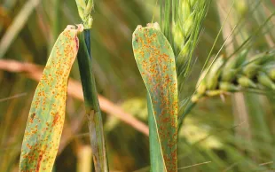 Taches de rouille naine sur feuilles d'orge d'hiver. En orges d’hiver, les conditions météo ont été favorables à la rouille naine.