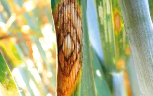 Tache de rhynchosporiose sur feuille de triticale. La rhynchosporiose a été l’une des deux principales maladies observées sur triticale en 2024-2025.