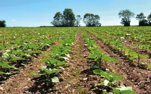 Parcelle de tournesol avec levée de Ray-Grass avant (à gauche) et après (à droite) un passage de bineuse.