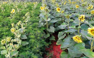 Comparé à la modalité traitée en postlevée avec Viballa à 2 l/ha (à droite), l’ambroisie à feuilles d’armoise a infesté le témoin non traité.