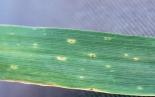 Les premières pustules qui apparaissent, petites et rares, sont parfois entourées d’un halo jaune. Puis elles grossissent et se multiplient très rapidement.