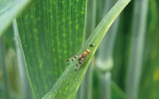 La géomyze est une petite mouche noire ou orangée d’environ 3,5 mm reconnaissable par ses trois points sur ses ailes.