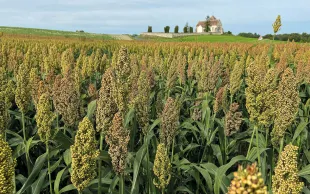 Tolérance à la sécheresse, besoins modérés en intrants, cycle court… Le sorgho multiplie les atouts agronomiques. 