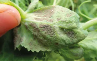 Attaque de mildiou sur le dessous d'une feuille de pois. Le mildiou du pois peut impacter le peuplement, voire le rendement.