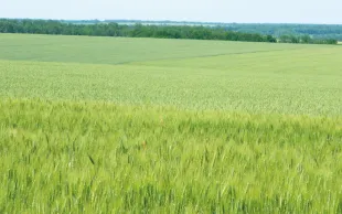 Le modèle agricole ukrainien reste très compétitif, avec de grandes surfaces d’exploitation et des coûts de production très inférieurs à ceux de la France. 