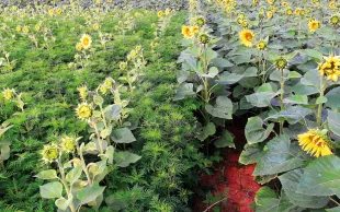 Comparé à la modalité traitée en postlevée du tournesol avec de l’halauxifen-méthyle (Viballa 1 l/ha), le témoin non traité est infesté par l’ambroisie à feuilles d’armoise, avec un retard de croissance manifeste de la culture.