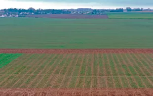 Les premières expérimentations, en 2025, d’un réseau d’essais animé par Arvalis et l’UFS mettent en évidence les progrès génétiques apportés par les nouvelles variétés de céréales à paille. Ici un essai de la campagne en cours.