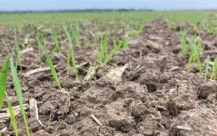 L’état de croissance des céréales semées à l’automne 2025 est plutôt bon, conforté par des températures et des pluies jusqu’alors dans la moyenne.