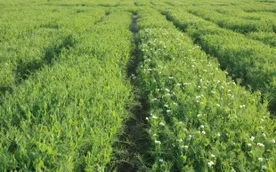 Parcelle d'essais "Variétés" semées en pois protéagineux